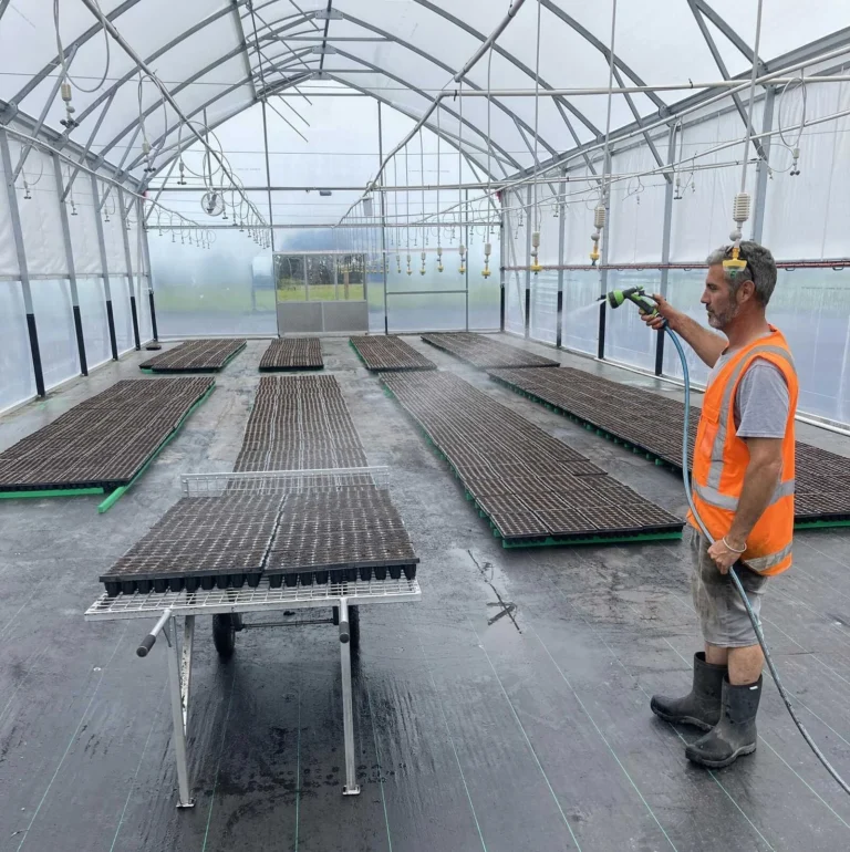Man in fluro vest watering freshly planted cannabis plants in a new nursery